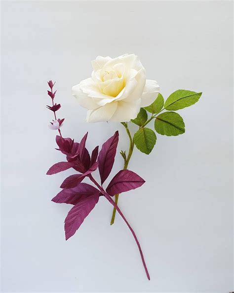 Basil Rose